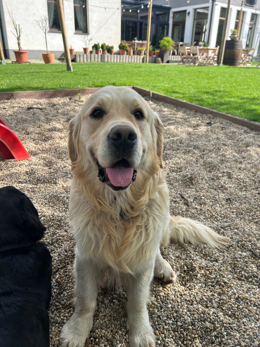 Zlatý retriever - 10