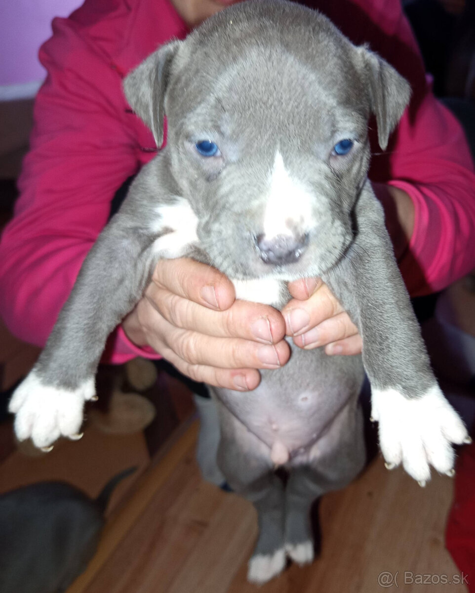 americky staforshier terrier - 10