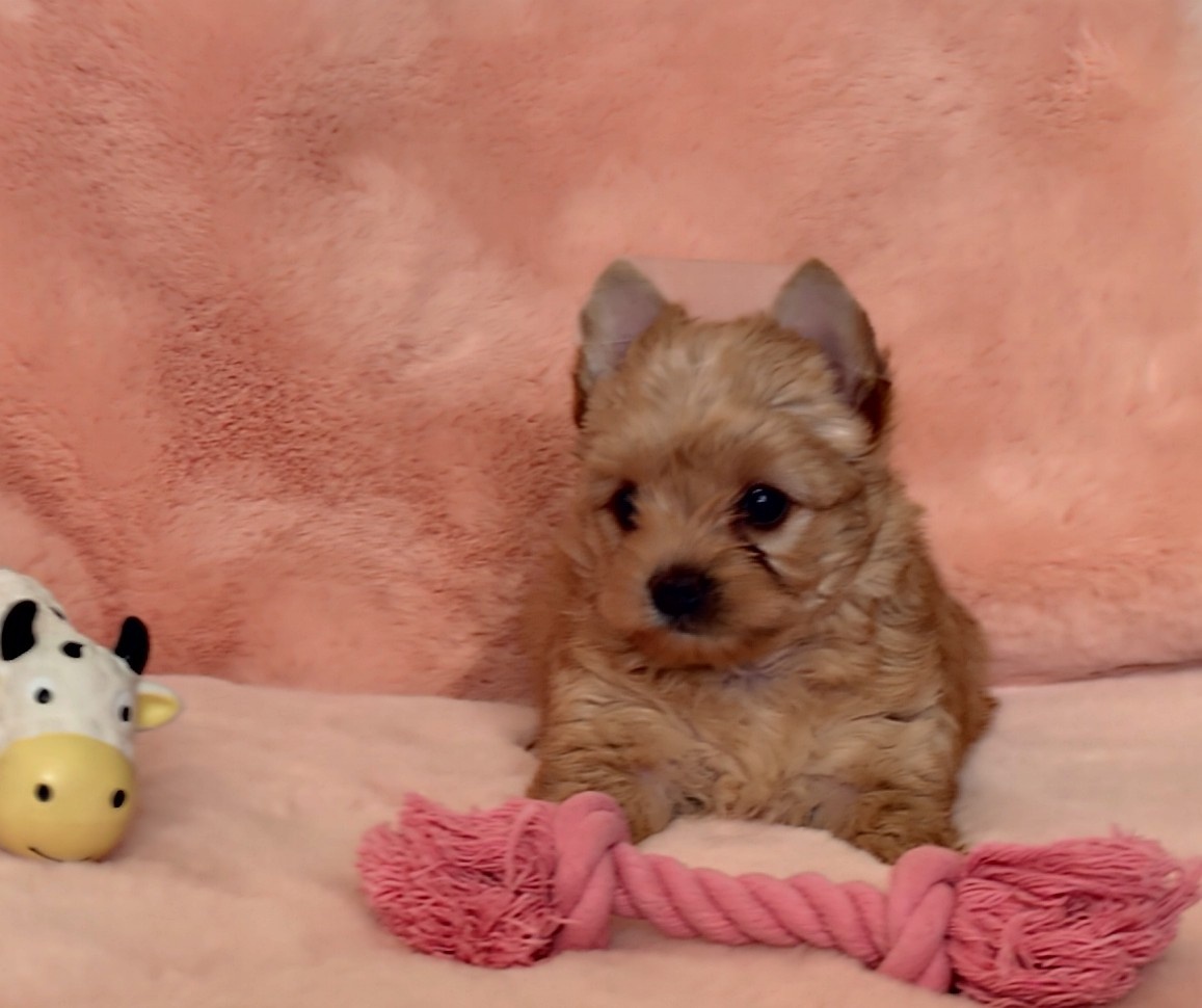 Yorkshire terrier , York - 10