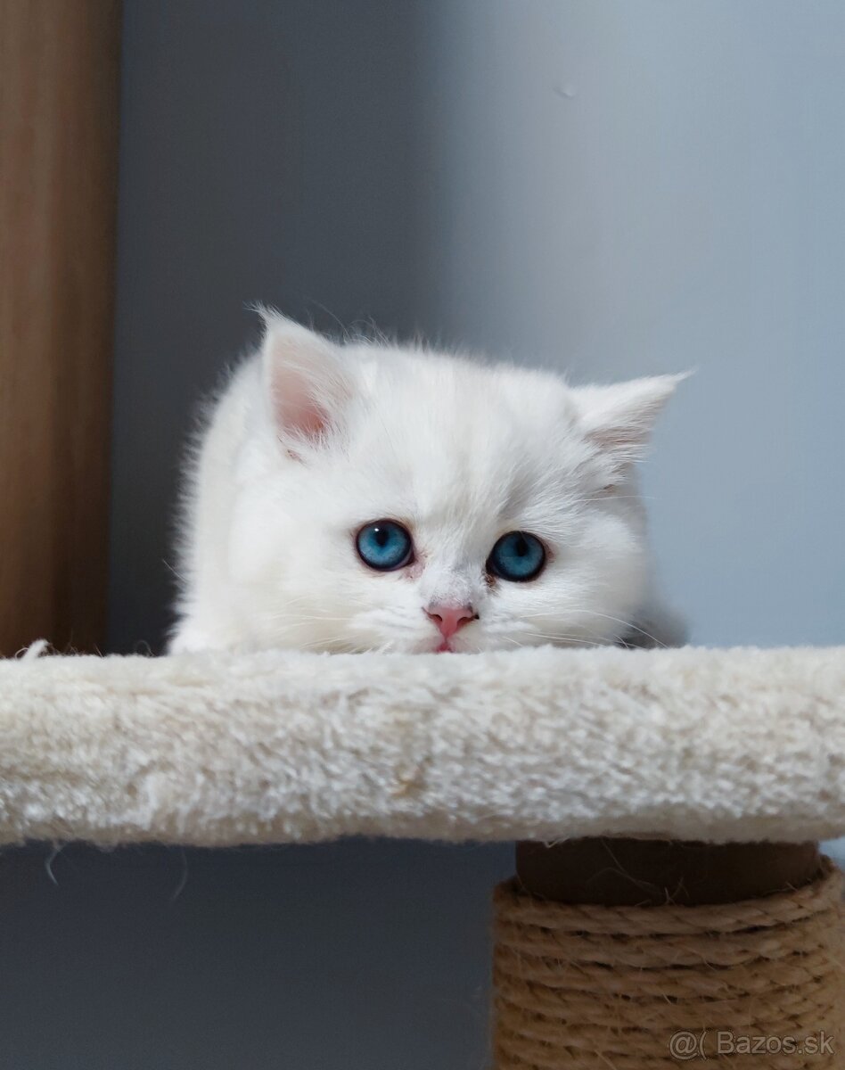 Britské mačiatka s PP na Vianoce❣️ - 10