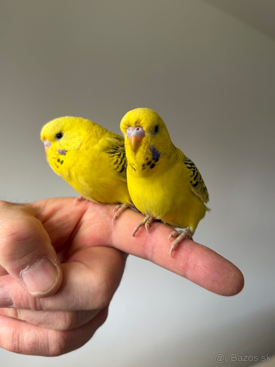 Andulka TCB Maznačik - 10