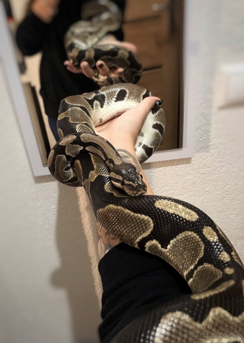Pyton + terárium - 10
