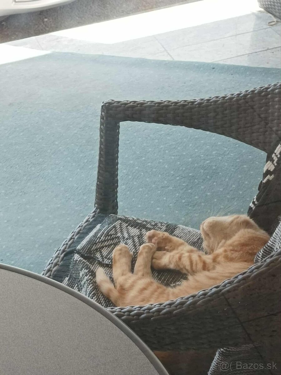 DARUJEM KRÁSNEHO KOCÚRIKA DO DOBRÝCH RÚK - 10