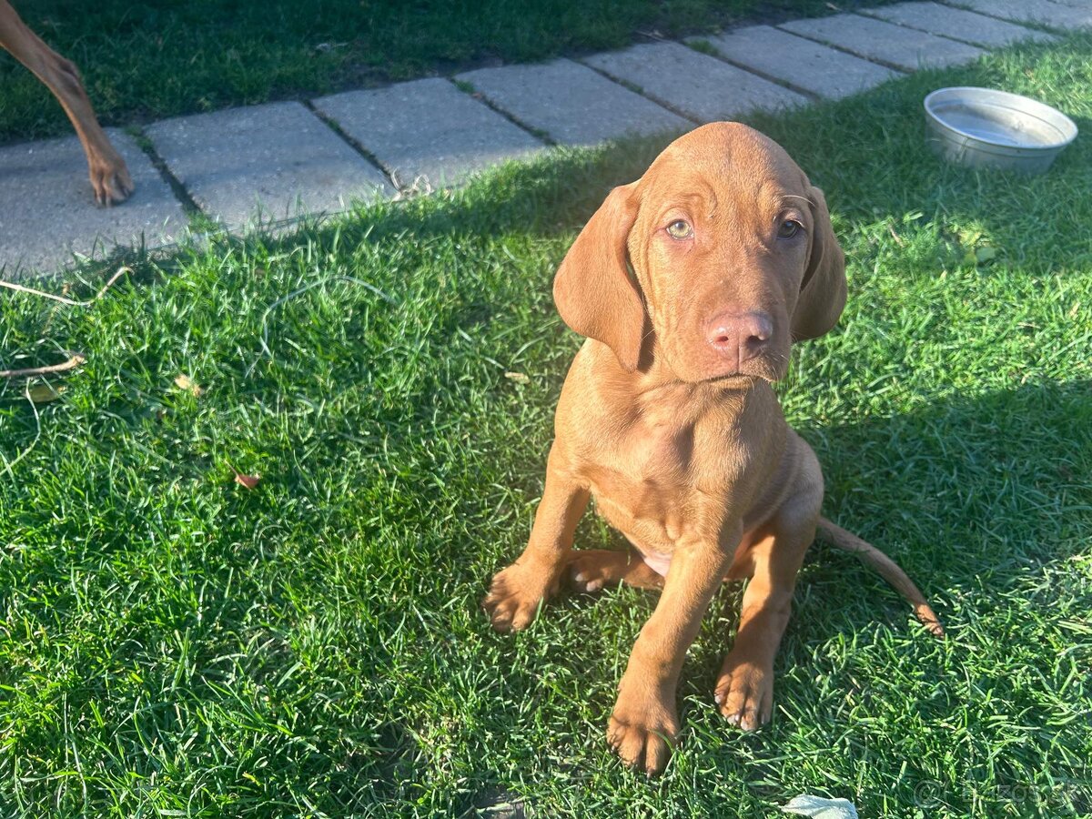 Maďarská vyžla - 10