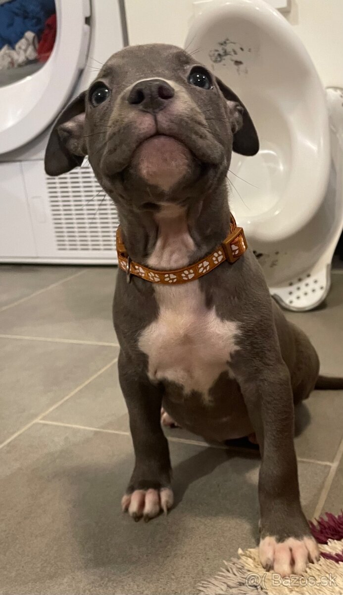 Americky Staford - 10