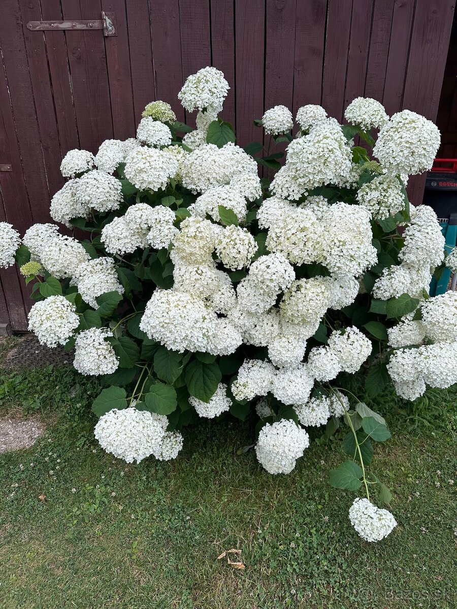 Predám rodinný dom Bohdanovce pri Košiciach - 10