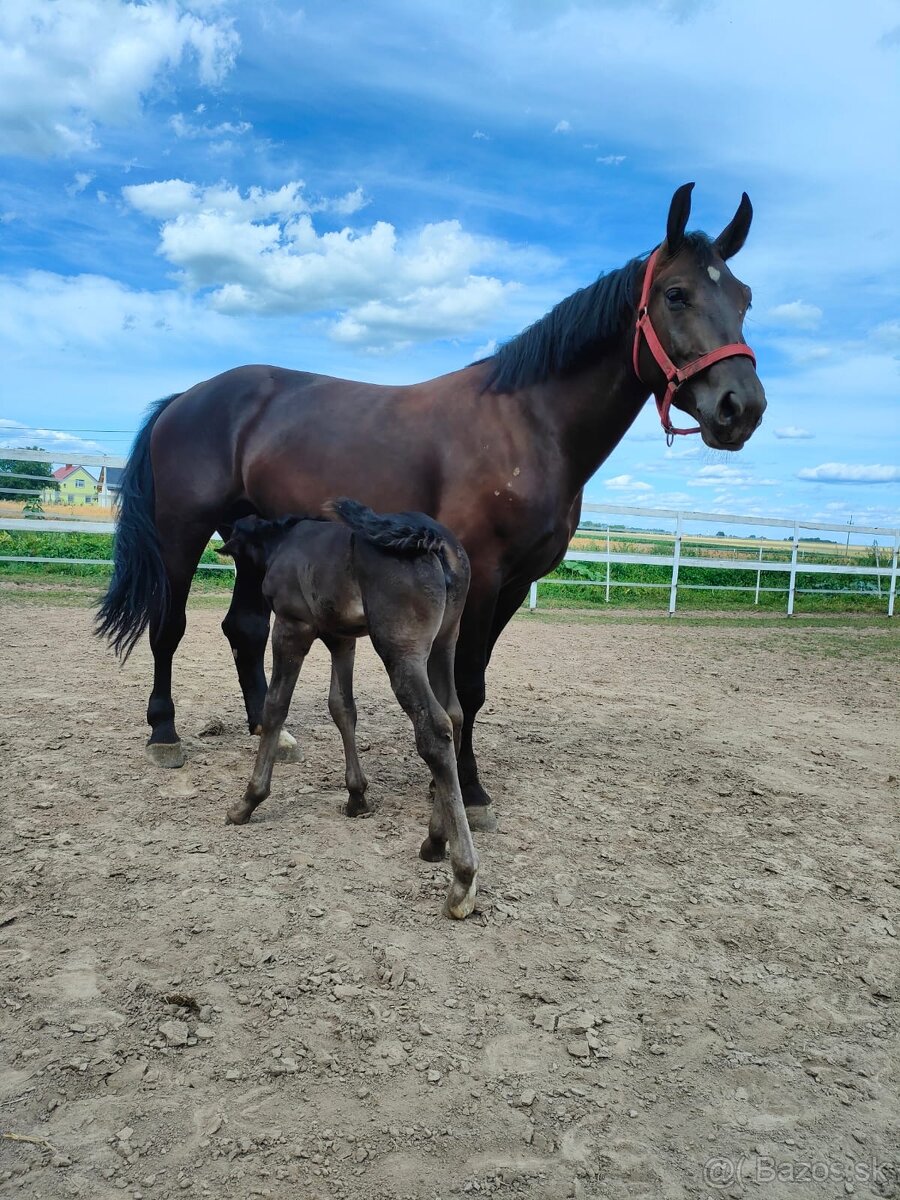 7 ročná kobylka Iwka :) - 10