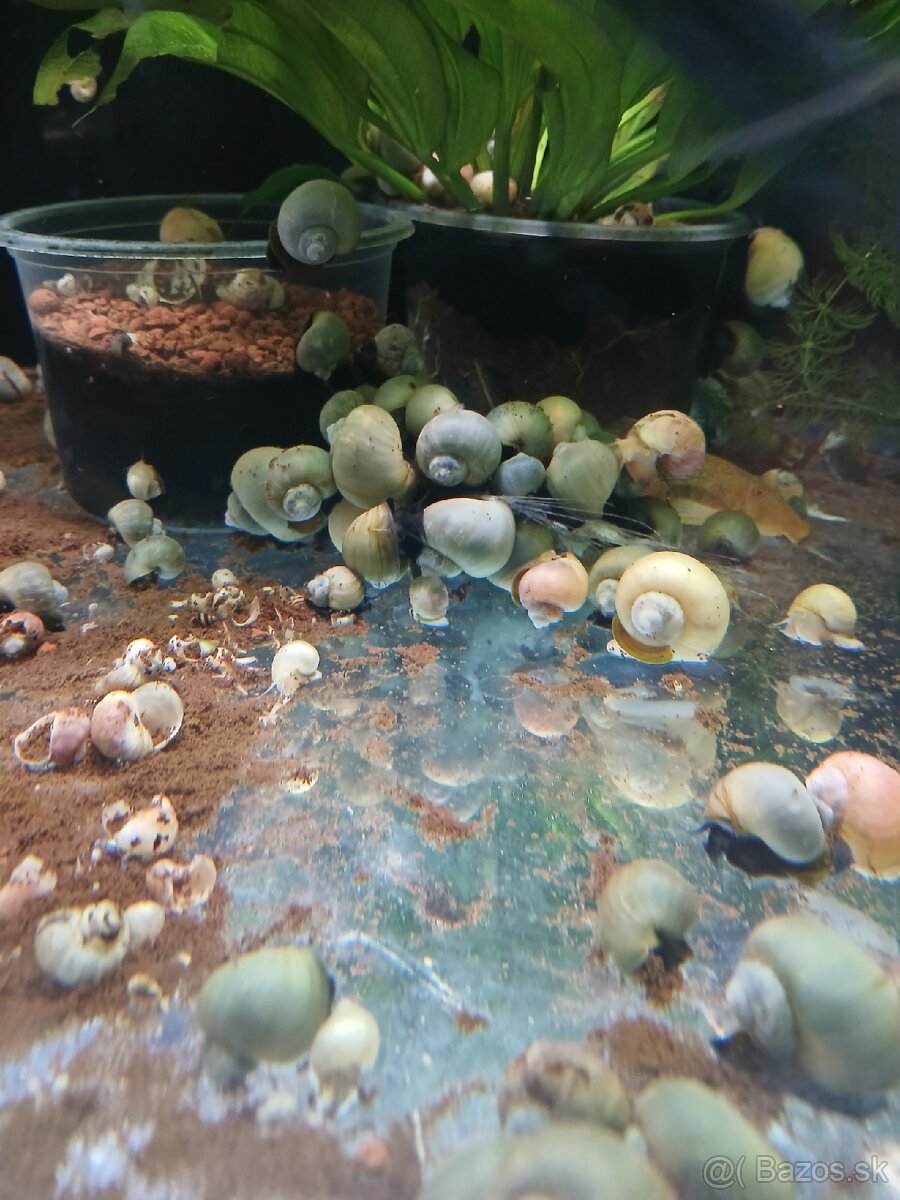 Akvarijne rybky - 10