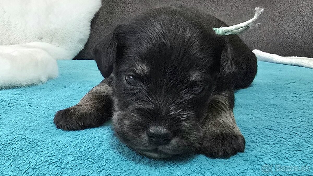 Bradáč malý čiernostrieborný s PP - 10