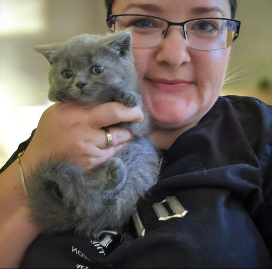 Britska macka s PP - 10