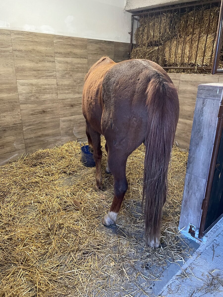 Ustajnenie koní - 10