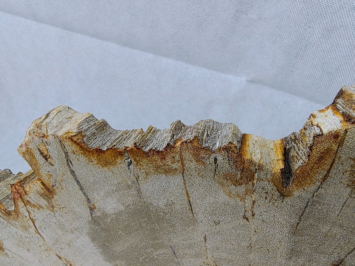 Výnimočný kus zkamenelého dreva – 23 mil rokov stará - 10