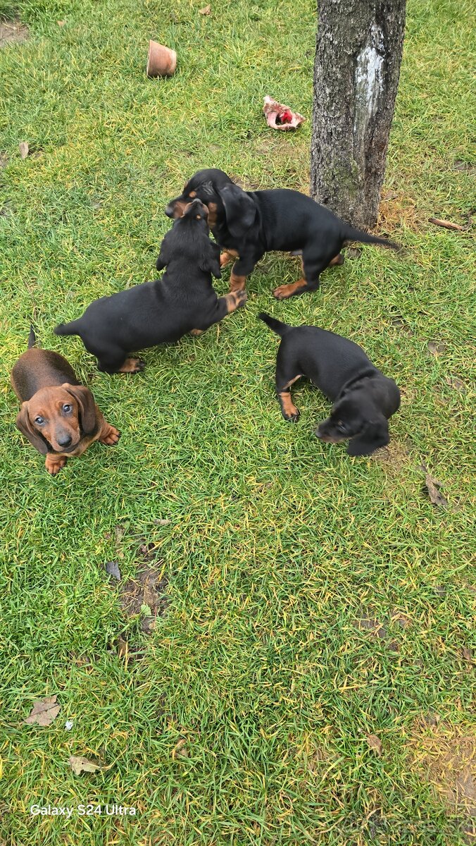 Jazvecik kratkosrsti. - 10