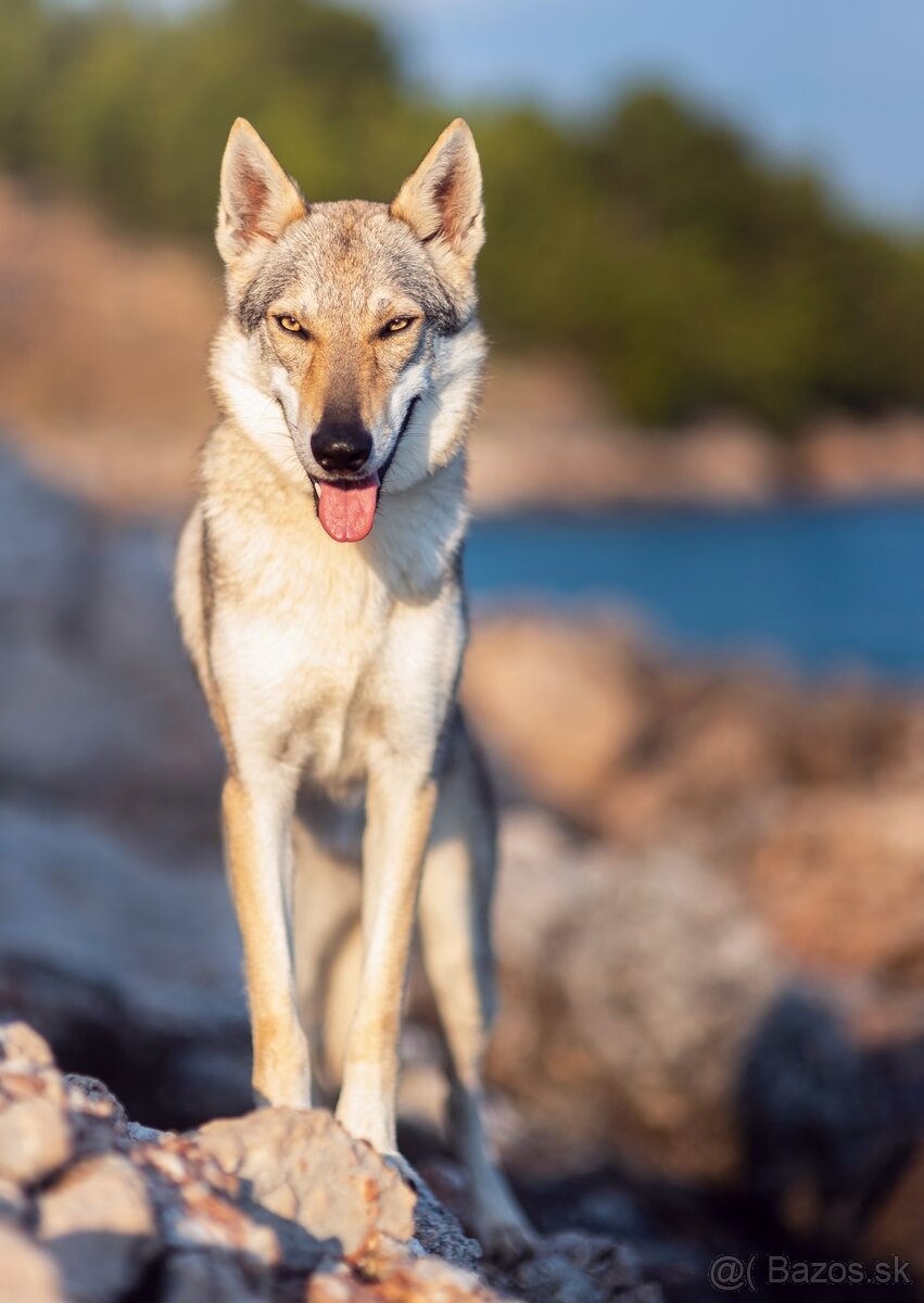 Československý vlčiak šteniatka s PP - 10