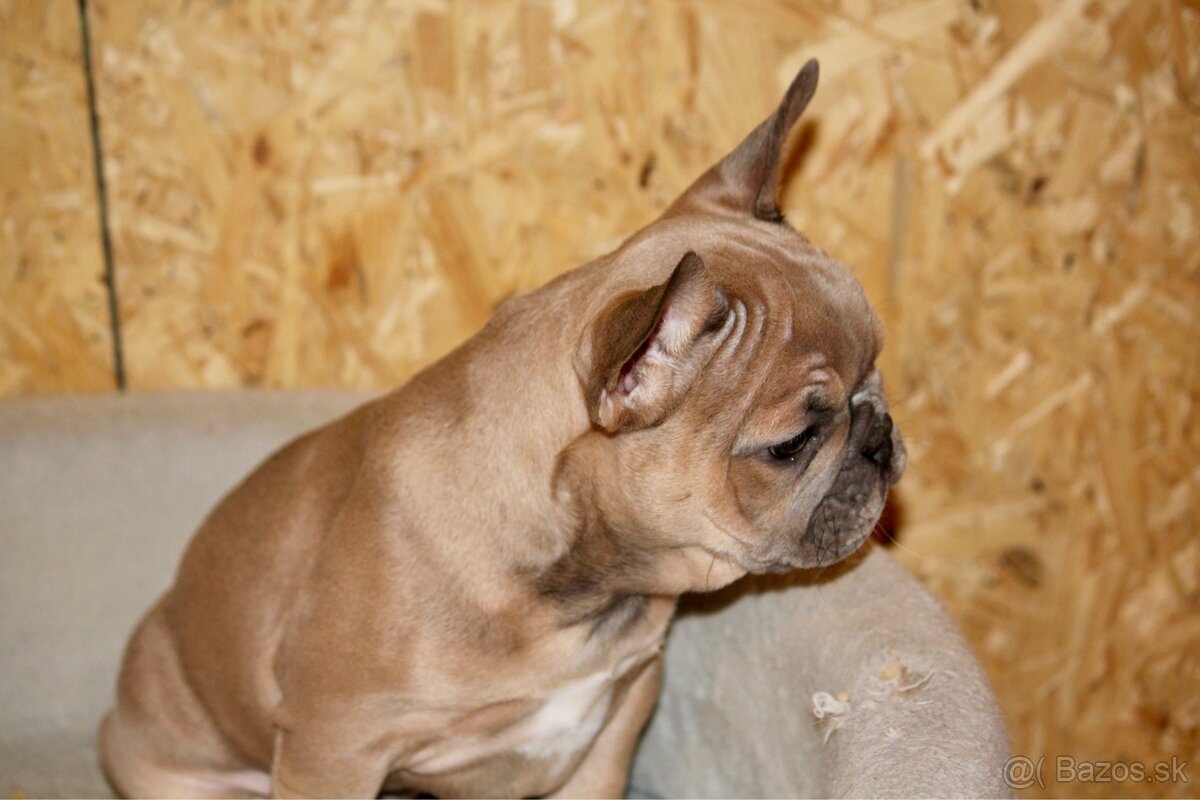 Francúzsky buldoček s PP - 10