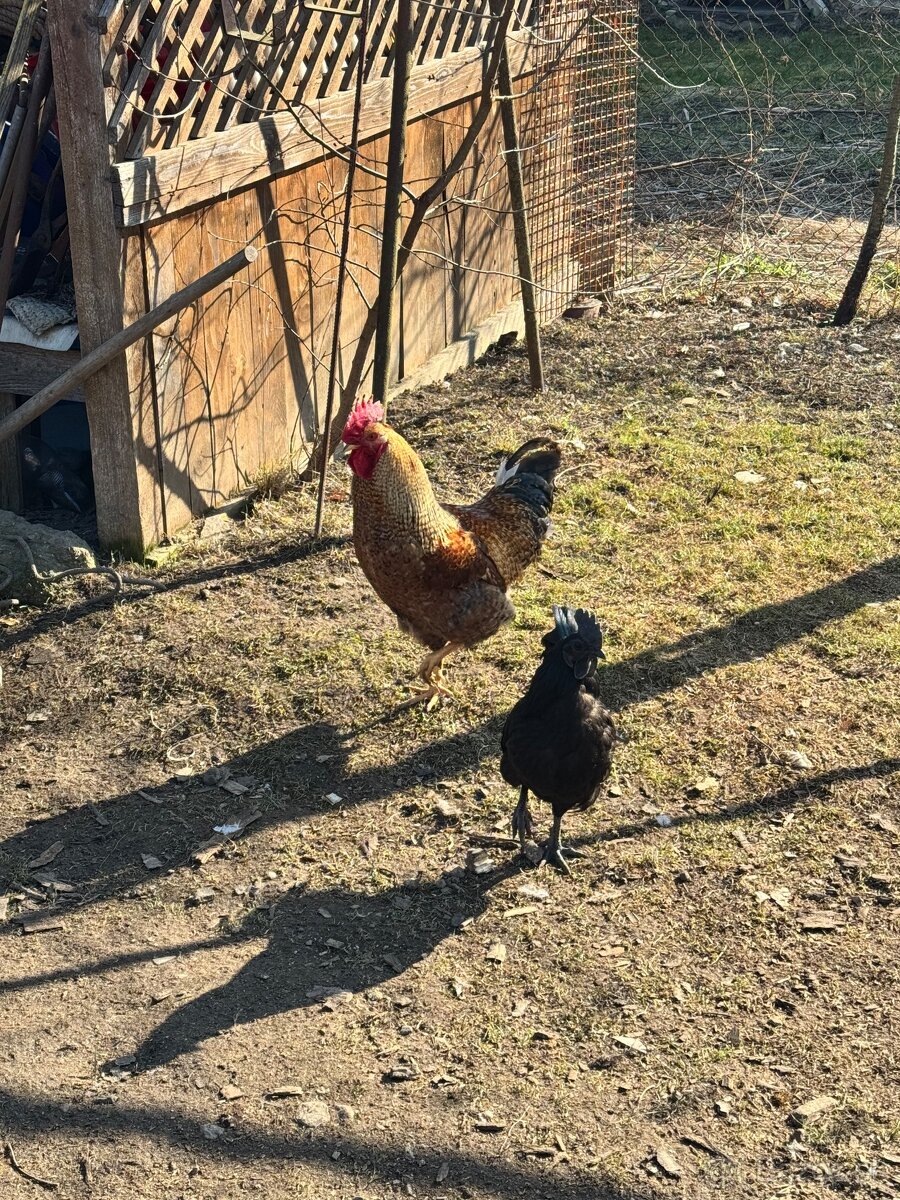 Predám kohútov - 10