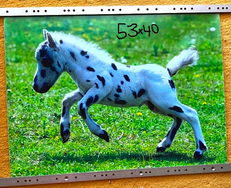 NHL kartičky, tapety koňov,... - 10