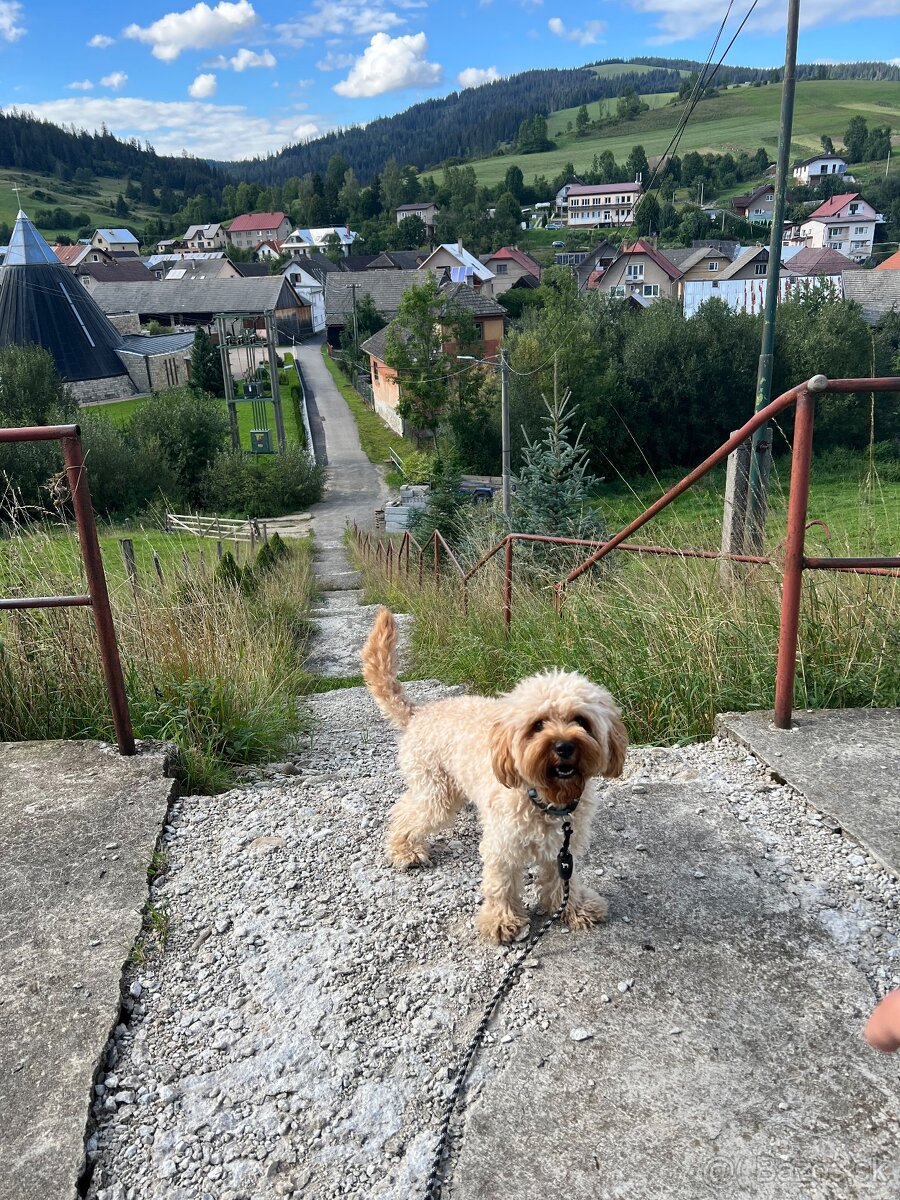 Cavapoo Max na krytie - 10