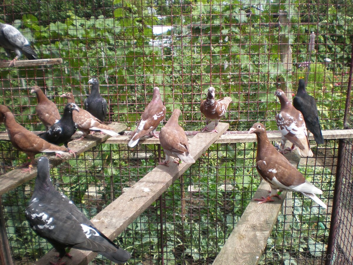 Predám poštové holuby - 10