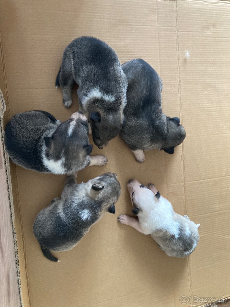 Západosibírska Lajka - 10