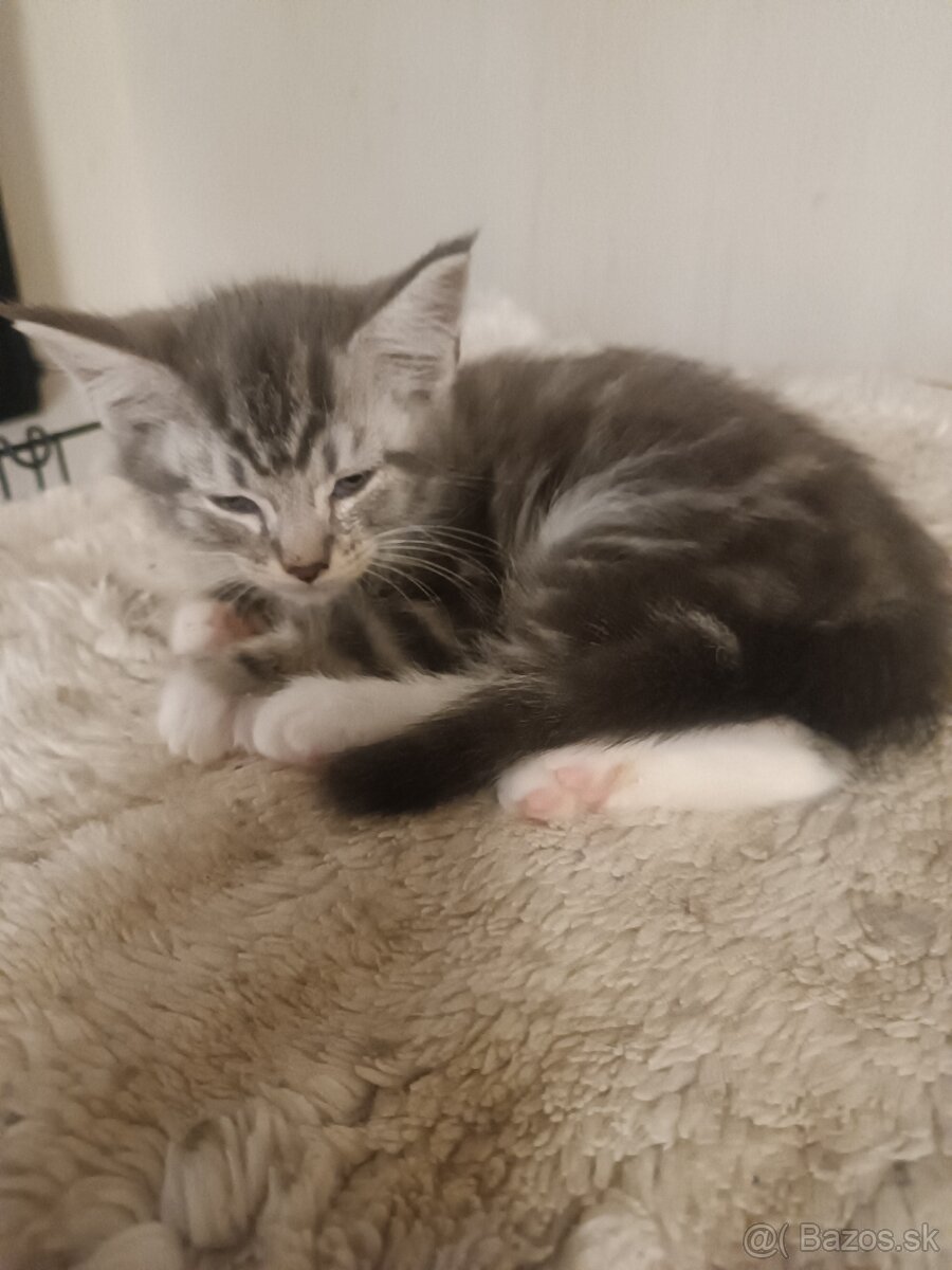 Mainska Myvalia - 10