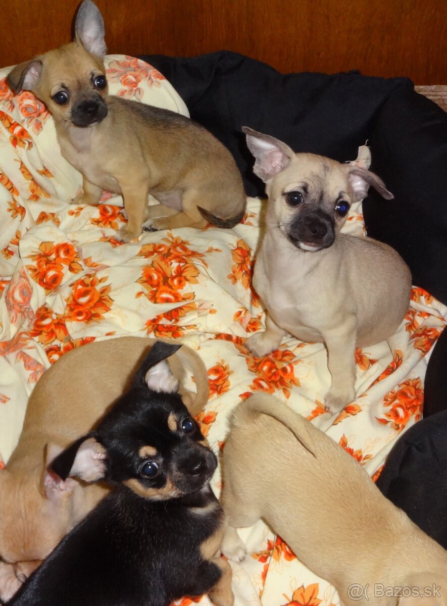 čivava krátkosrstá - 10