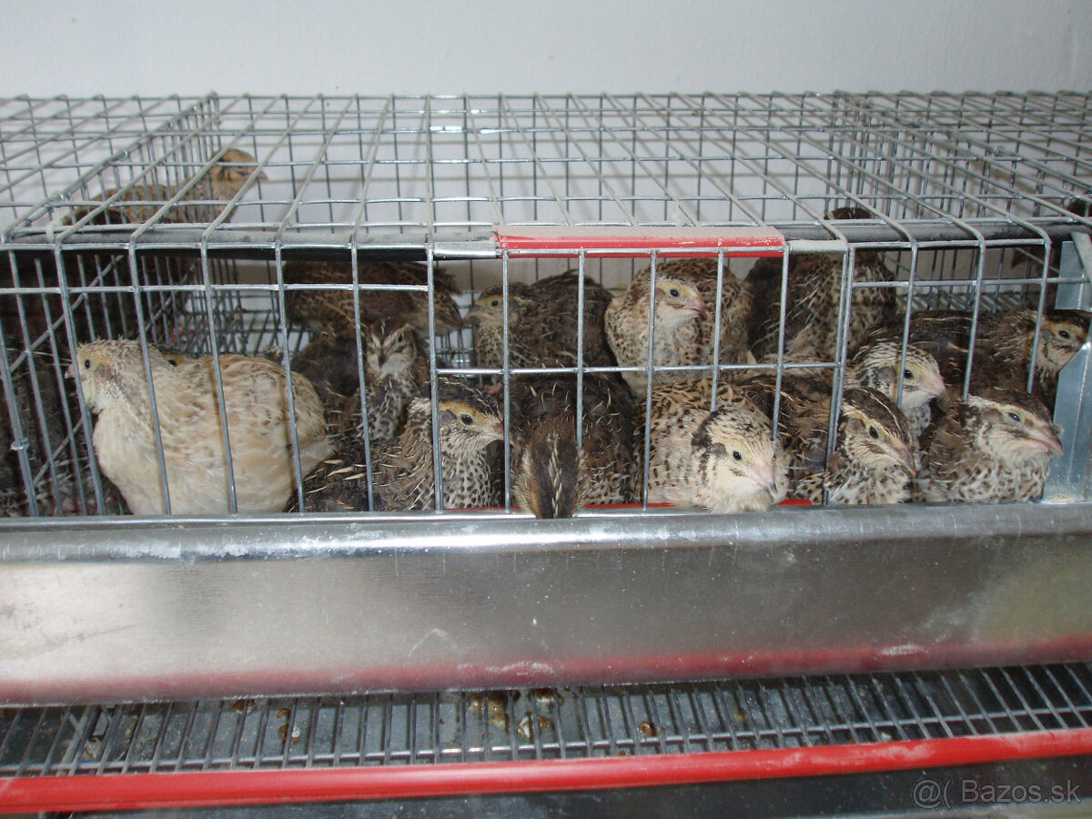 Prepeličie vajíčka - 10