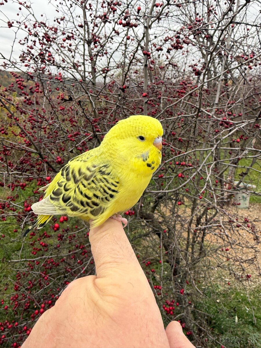 Andulky Maznačikovia krotke - 10