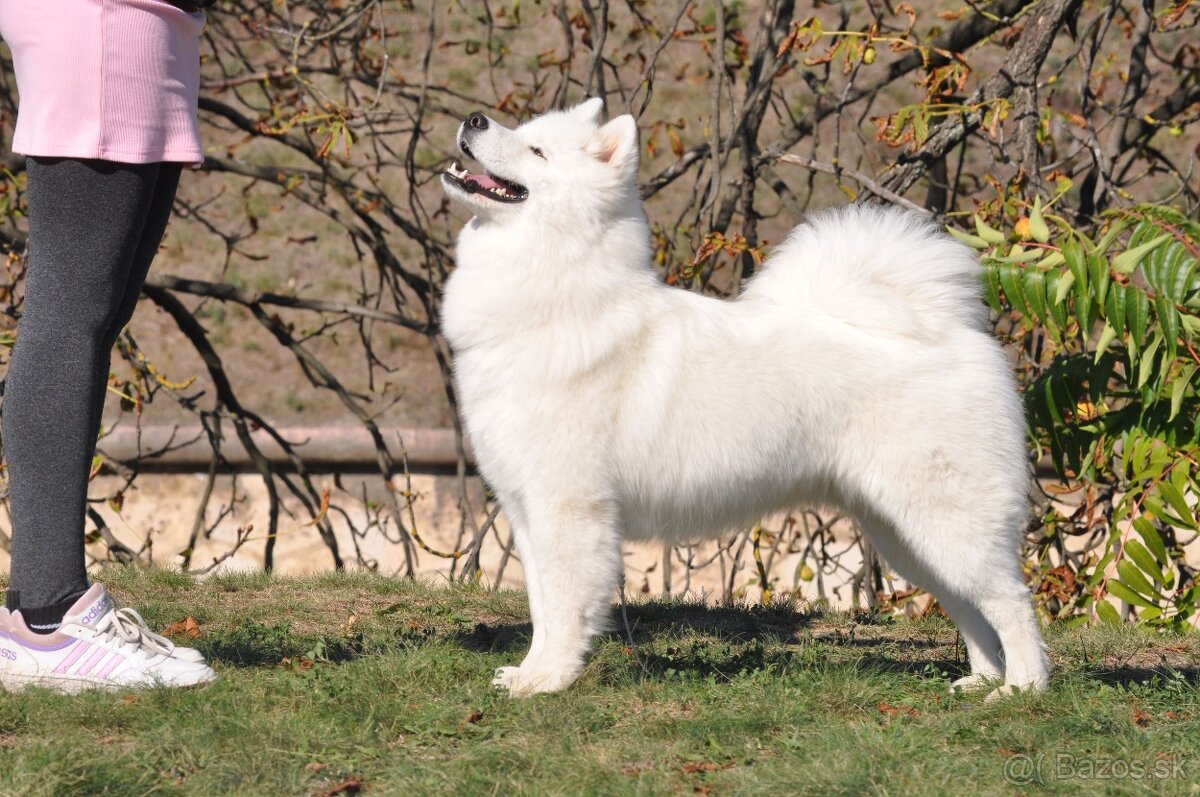 Samojed s PP LA TORRE ROJA - 10