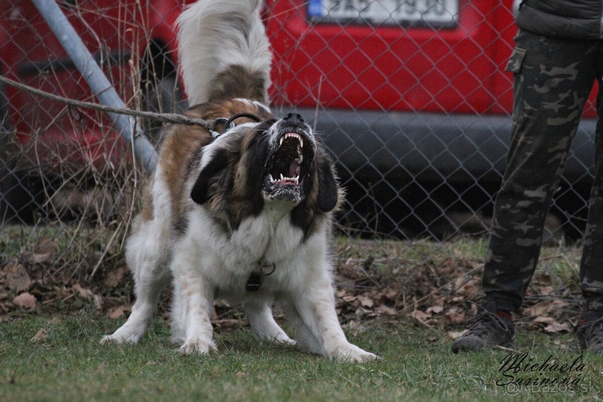Moskovský strážny pes PP FCI - 10