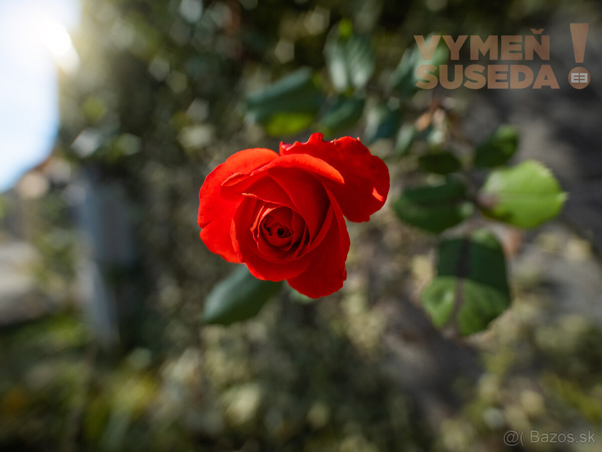 VYMEŇ SUSEDA – PONÚKAME NA PREDAJ VÝNIMOČNÝ RODINNÝ DOM PRI - 10