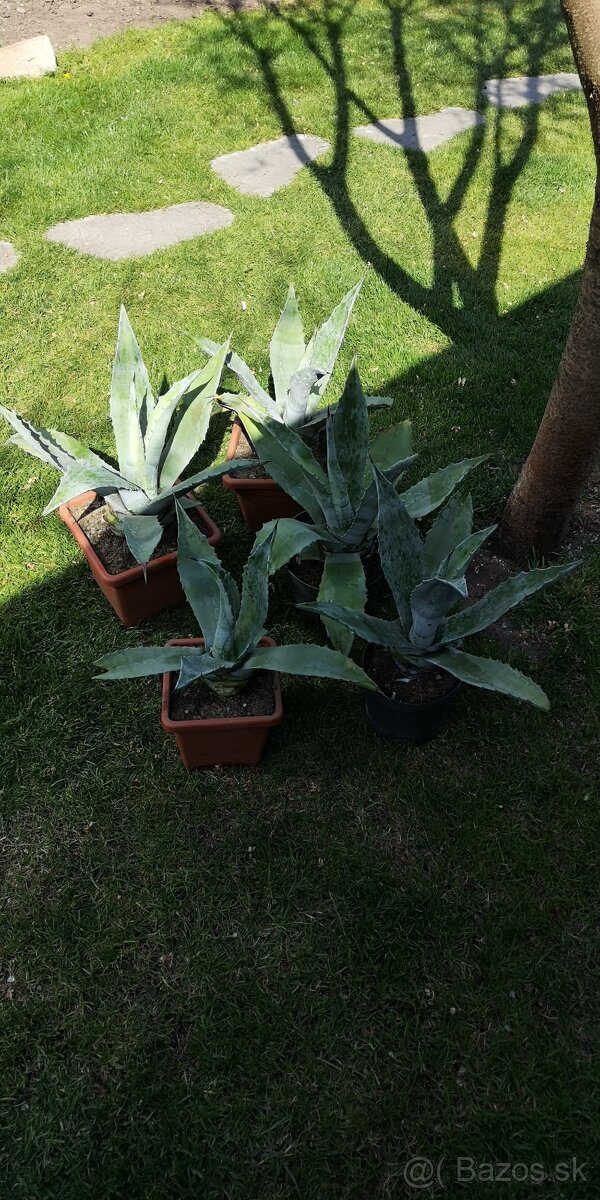 Kaktus AGAVE - 10