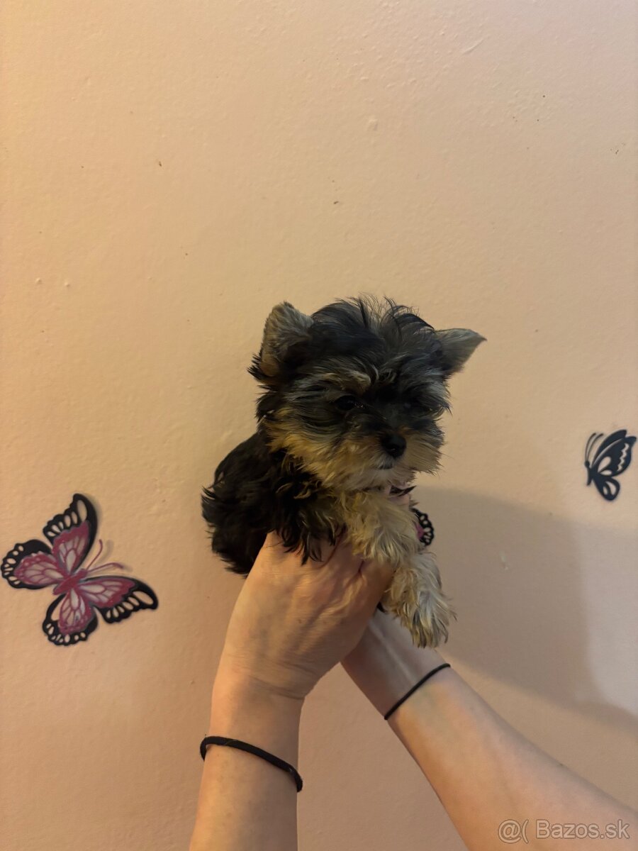 Yorkshirsky terier, yorkshirsky terier mini, biewer - 10