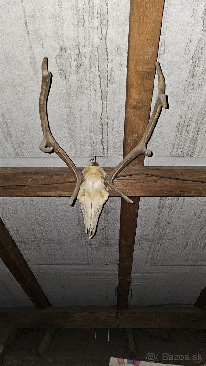 Predám trofeje - 10