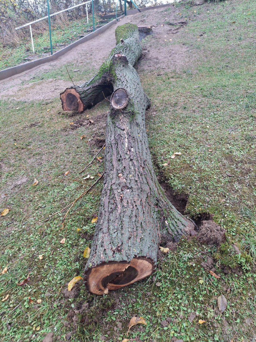 Orech kmeň guľatina priemer70cm - 30/35cm dlzka 7.8m + klaty - 10