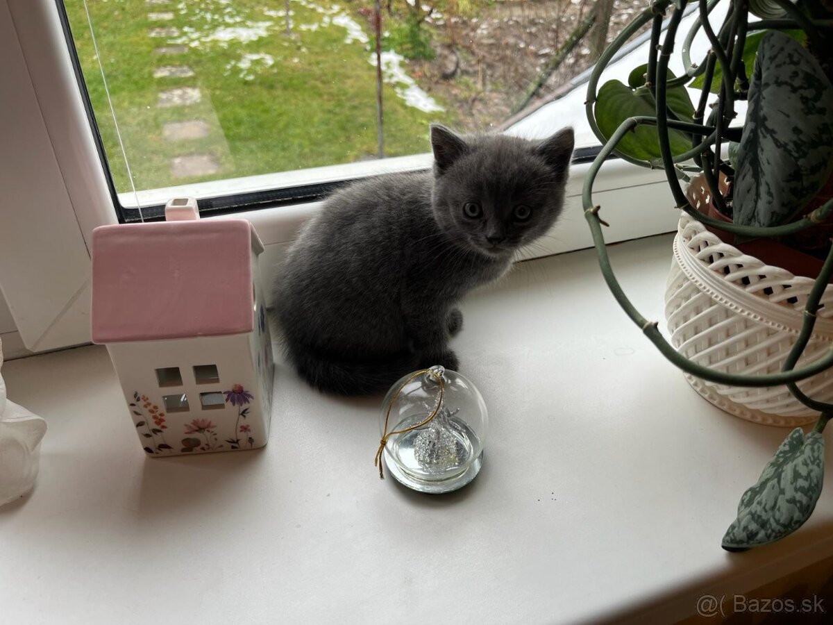 Britská modrá mačička - 10