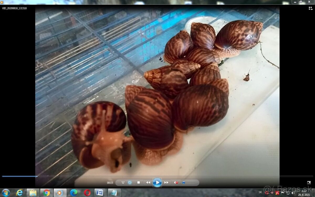 Africké slimáky - 10