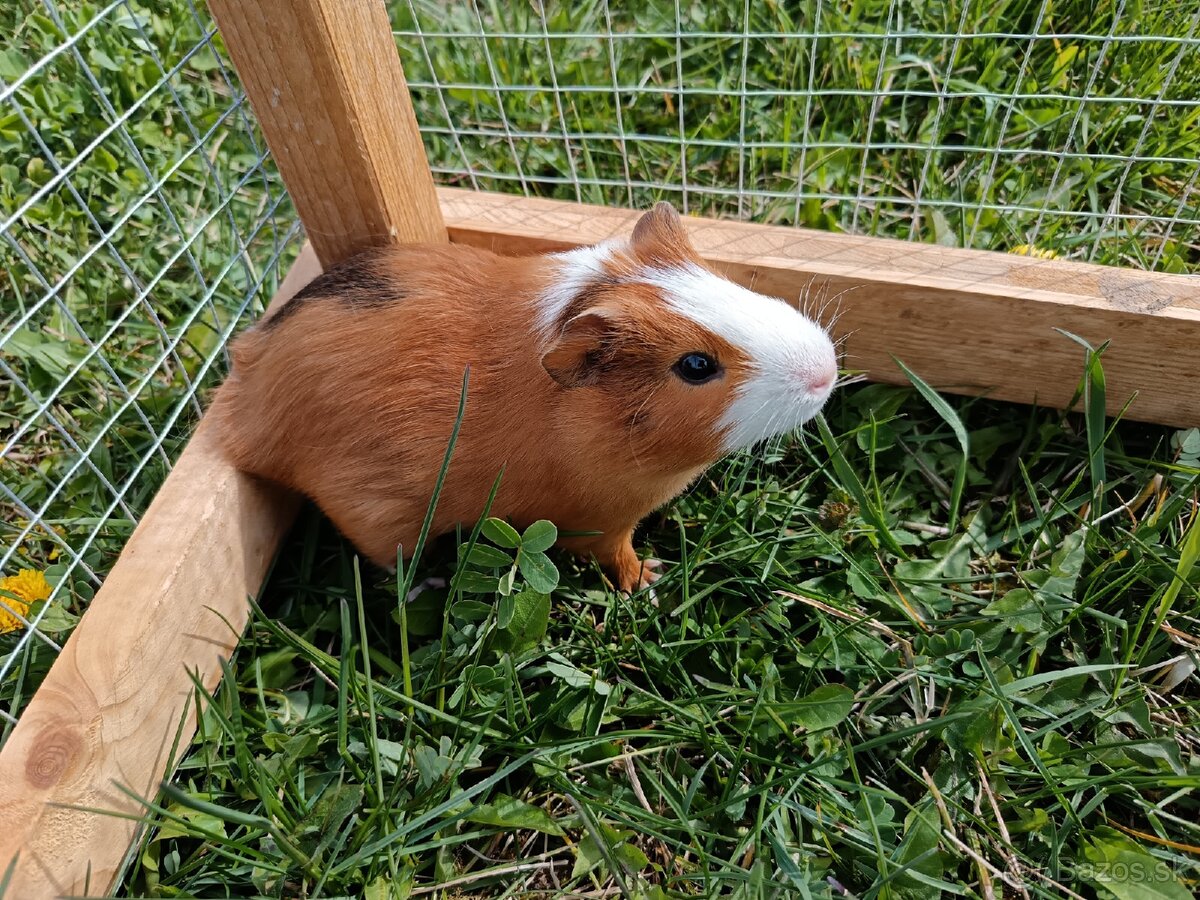 Predám morčatá - 10