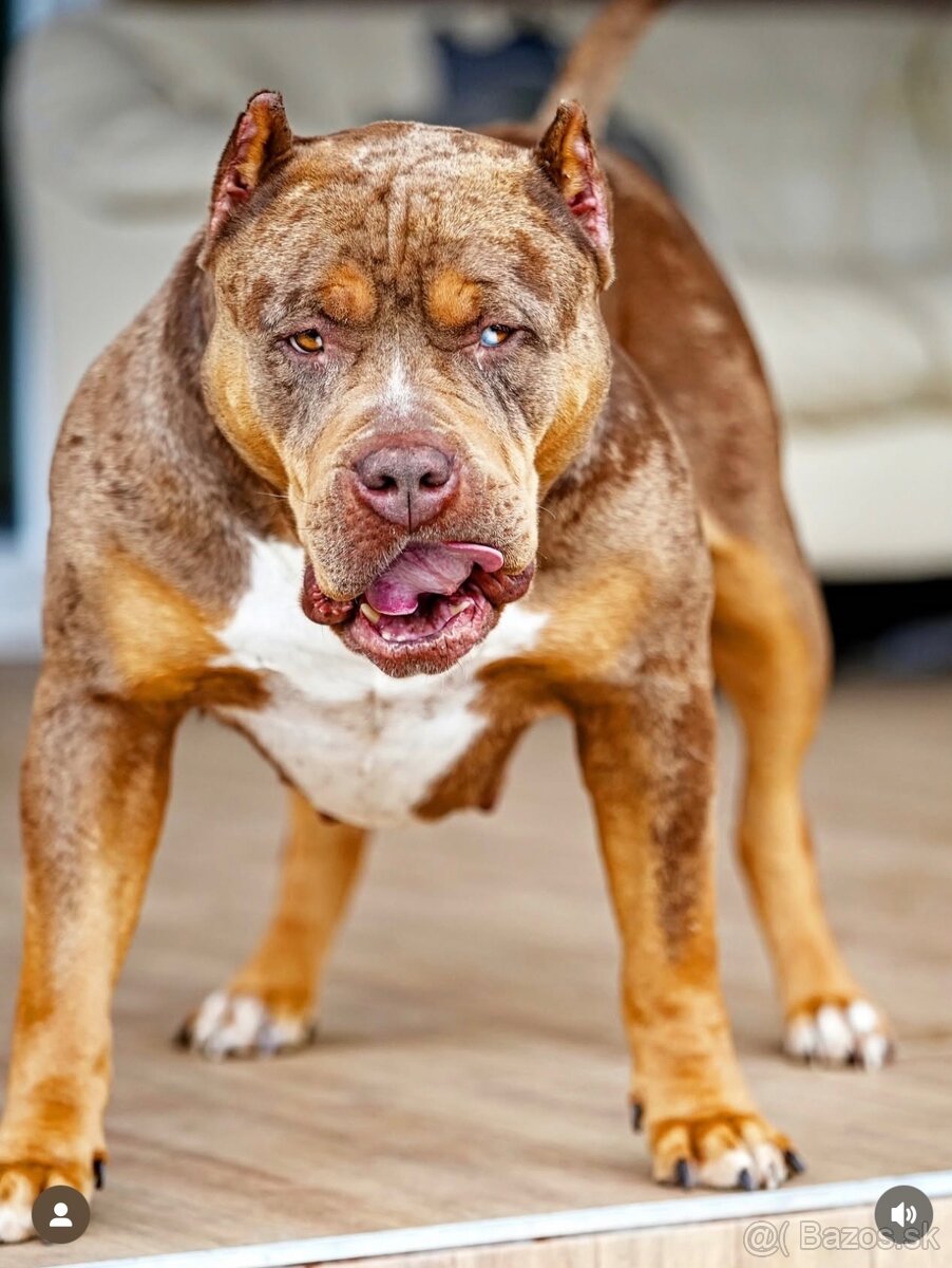 American Bully XL/XXL - 10