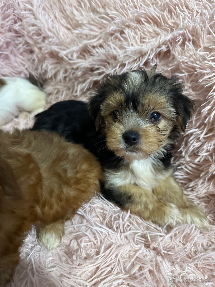 Yorkshirsky termín - 10