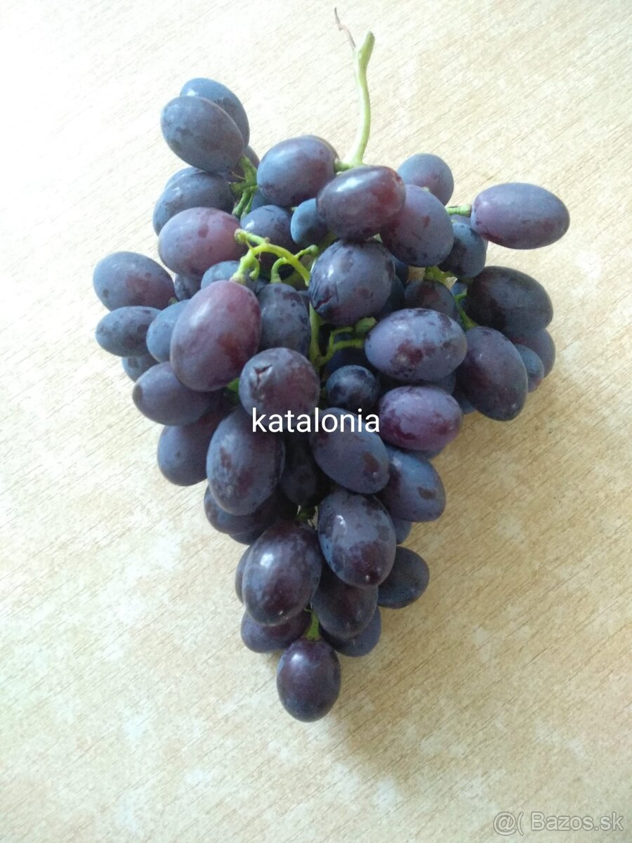 Predám odrezky viniča - 10