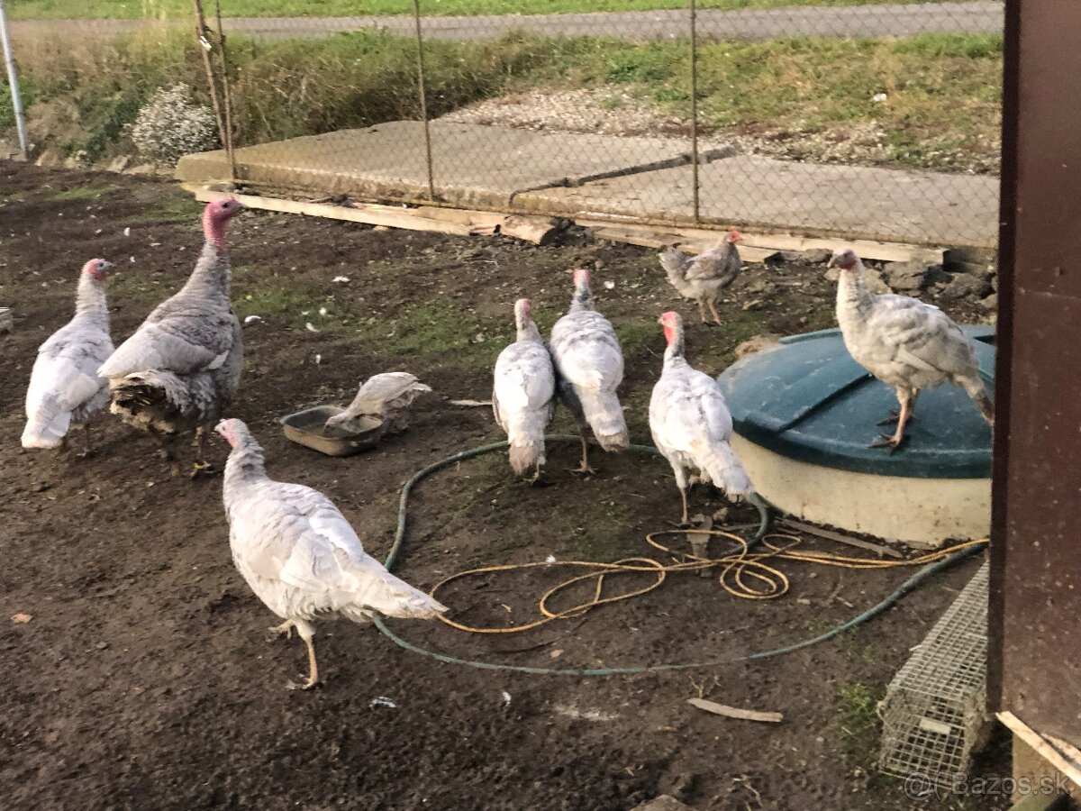 Morka Česká šedá bielolemovaná predaj - 10