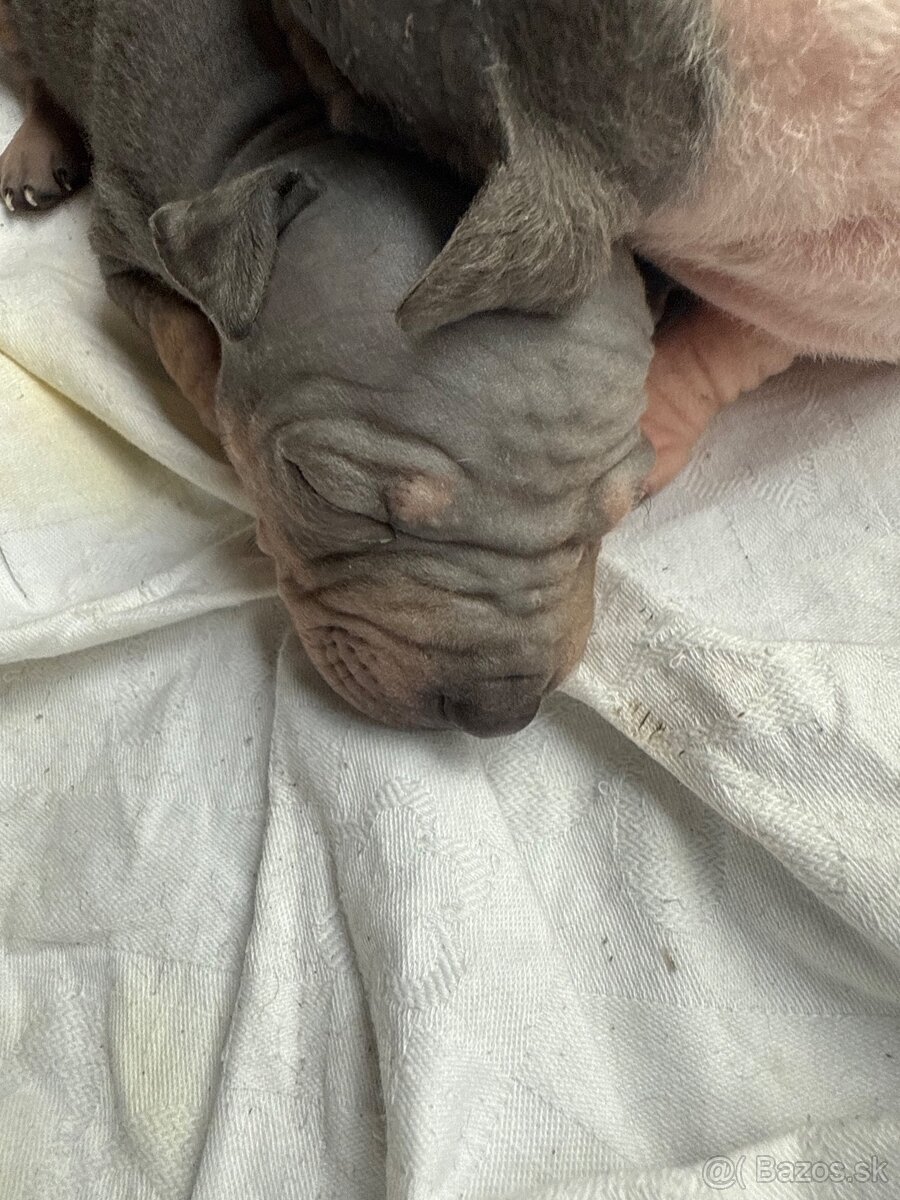 Americky bezsrsty terier - 10