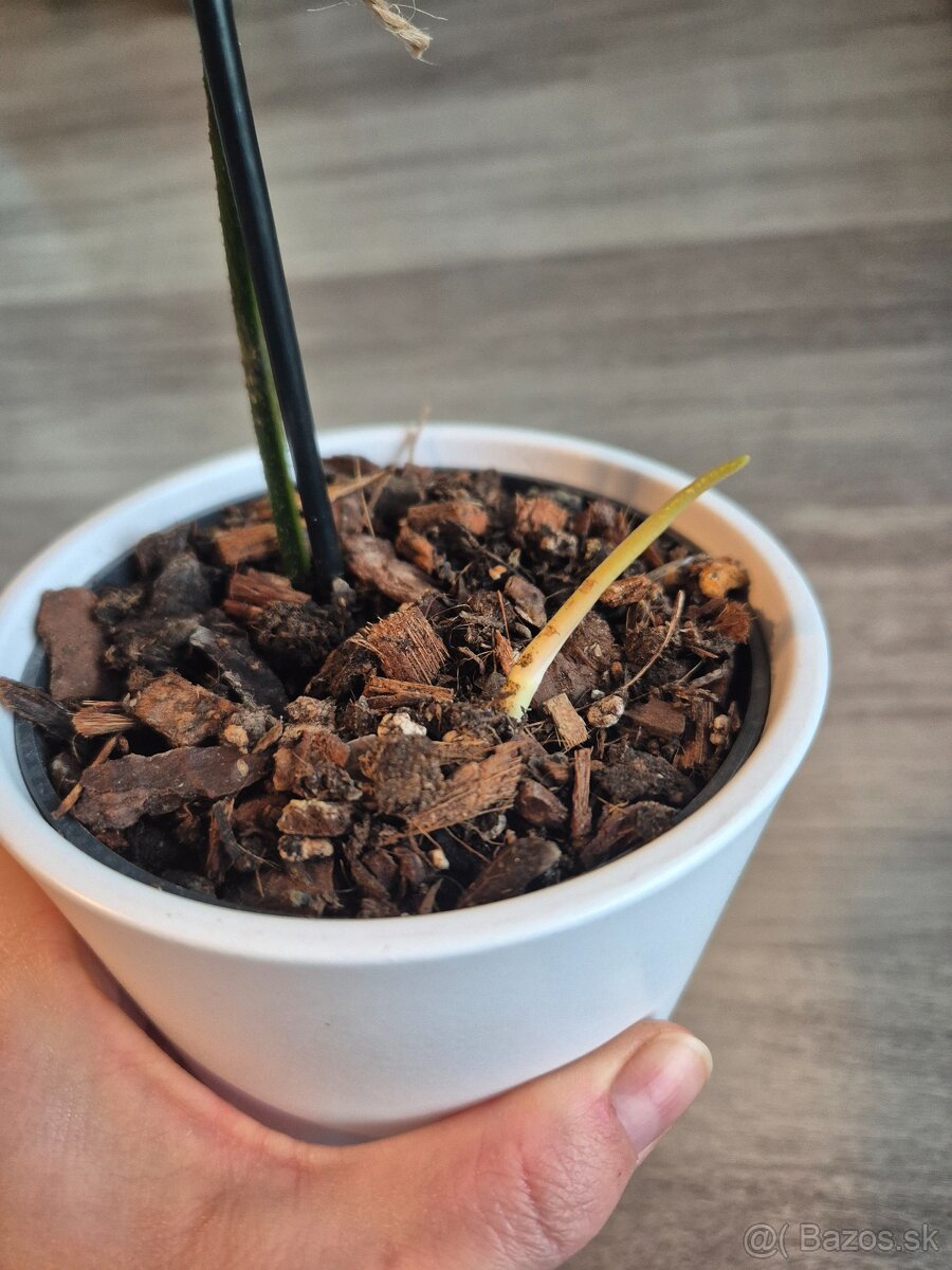 Vzácne izbové rastliny - 10