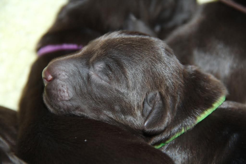 Flat coated retriever - 10