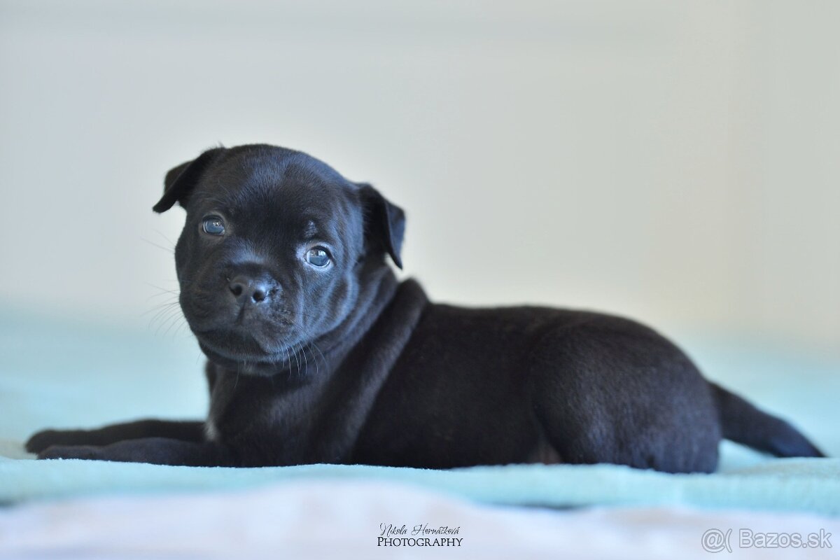 Staffordshire bullterier s pp FCI - 10