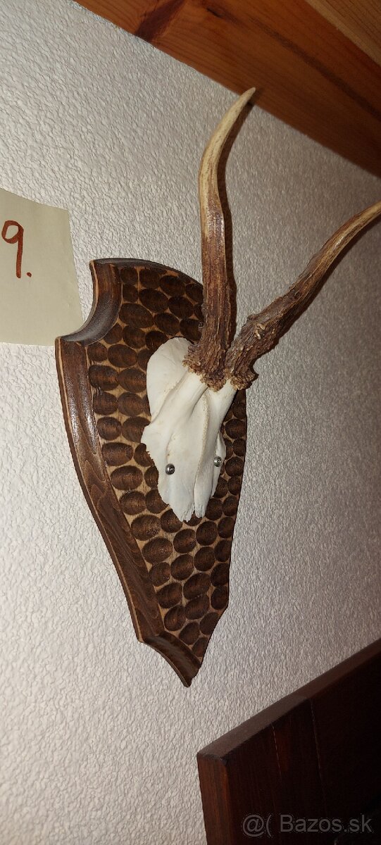 Srnčie trofeje - 10