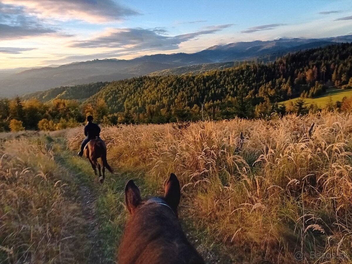 Ustajnenie 🌿 Doprajte svojmu koňovi domov v srdci prírody - 10