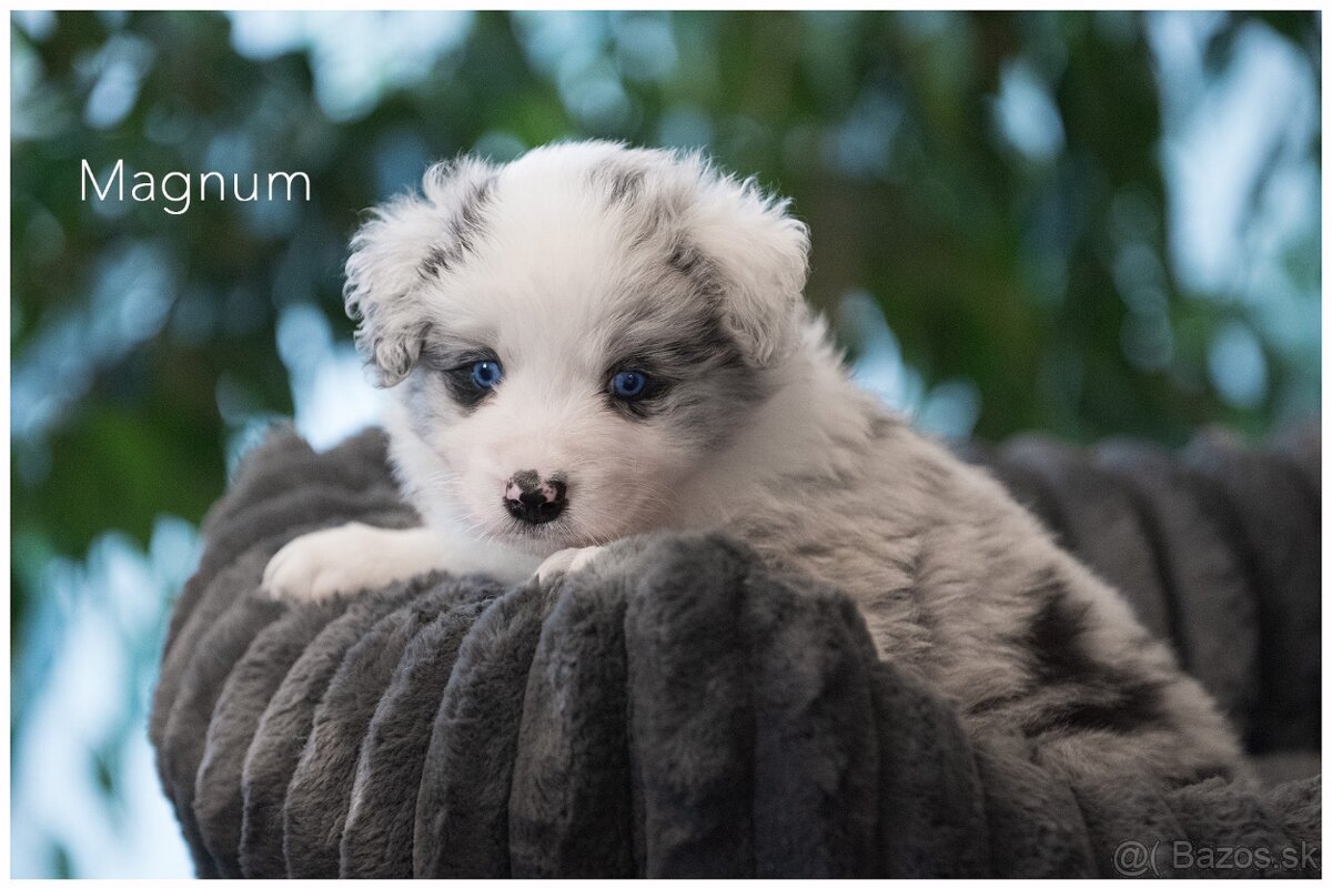 Border Collie Border Kolia s PP FCI barva Blue Merle - 10