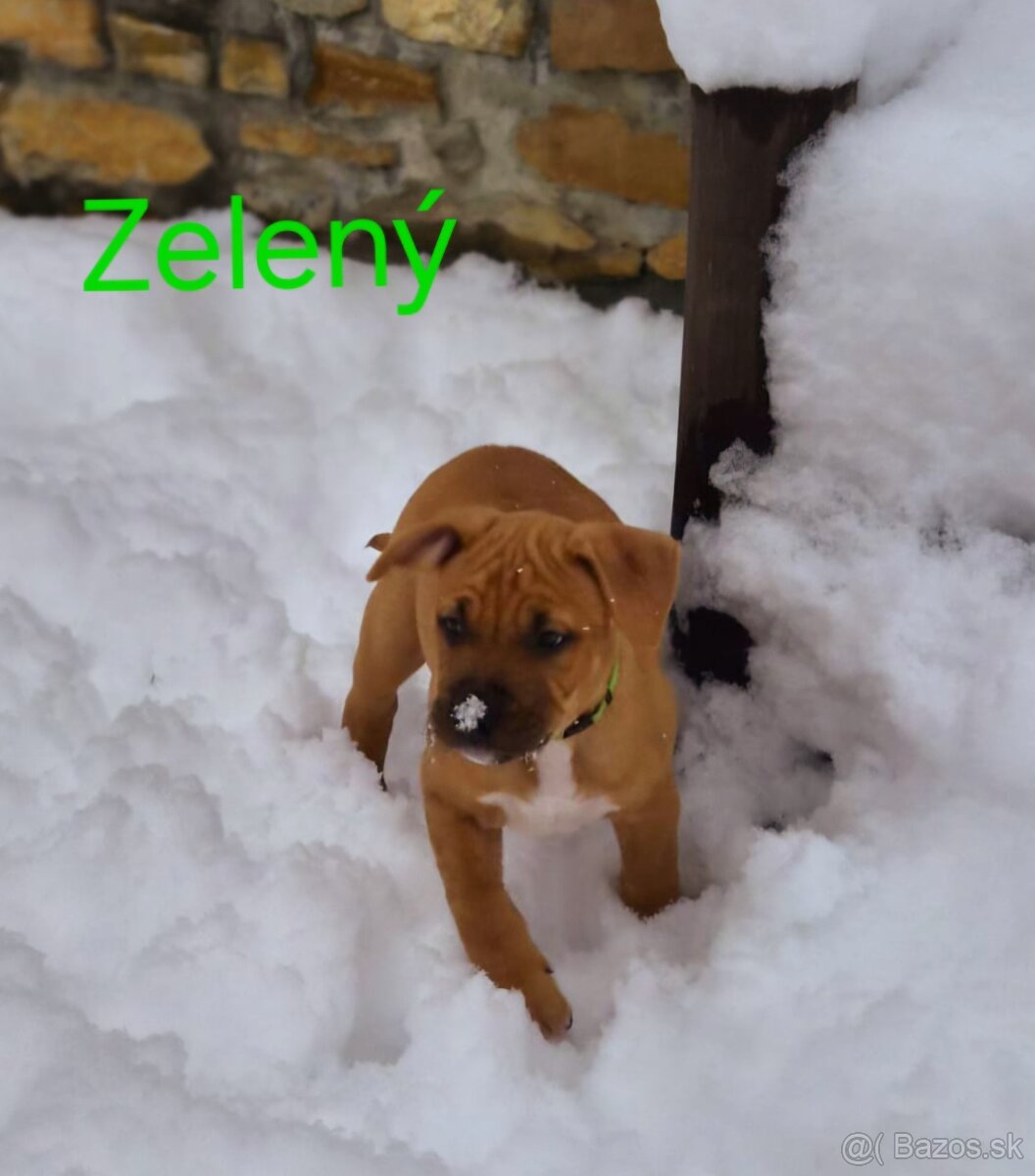 Americký stafordširský teriér - 10